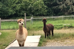 Alpakas