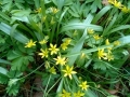 Gelbsternchen