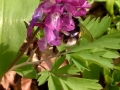 Lerchenspornblüte mit Hummel