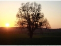 Baum nahe Bessingen in Dämmerung