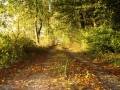 Herbstlicher Weg am Ith